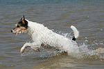 Parson Russell Terrier