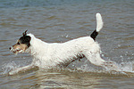 Parson Russell Terrier