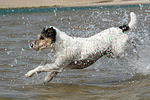 Parson Russell Terrier