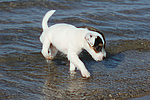 Parson Russell Terrier Welpe / parson russell terrier puppy