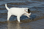 Parson Russell Terrier Welpe / parson russell terrier puppy