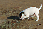 Parson Russell Terrier Welpe / parson russell terrier puppy