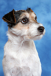 Parson Russell Terrier