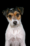 Parson Russell Terrier Portrait