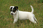 stehender Parson Russell Terrier Welpe / standing PRT puppy