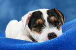 Parson Russell Terrier Welpe / parson russell terrier puppy