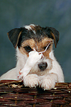 Parson Russell Terrier und Maus / dog and mouse