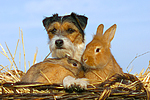 Parson Russell Terrier und Zwergkaninchen / prt and dwarf rabbits