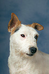 Parson Russell Terrier