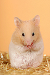 Goldhamster / golden hamster