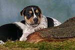 Jack Russell Terrier Welpe / jack russell terrier puppy