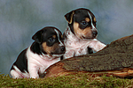 Jack Russell Terrier Welpen / jack russell terrier puppies