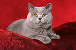 Britisch Kurzhaar / british shorthair