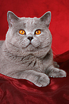 Britisch Kurzhaar / british shorthair