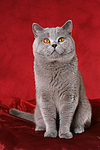 Britisch Kurzhaar / british shorthair