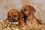 Rhodesian Ridgeback Welpen / rhodesian ridgeback puppies