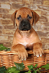 Rhodesian Ridgeback Welpe / rhodesian ridgeback puppy