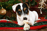 Parson Russell Terrier Welpe zu Weihnachten / PRT puppy at christmas