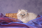 liegendes Perser Colourpoint Kätzchen / lying persian colourpoint kitten