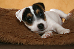 liegender Parson Russell Terrier Welpe / lying PRT puppy