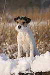 stehender Parson Russell Terrier bei Baumstamm / standing prt at trunk