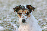 Parson Russell Terrier Portrait