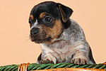 Jack Russell Terrier Welpe / jack russell terrier puppy