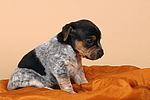 Jack Russell Terrier Welpe / jack russell terrier puppy