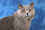 Britisch Kurzhaar / british shorthair