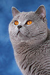 Britisch Kurzhaar / british shorthair