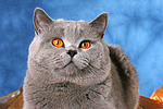 Britisch Kurzhaar / british shorthair