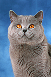 Britisch Kurzhaar / british shorthair