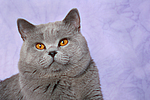 Britisch Kurzhaar / british shorthair