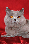 Britisch Kurzhaar / british shorthair