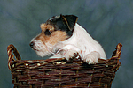 Parson Russell Terrier und Maus / dog and mouse