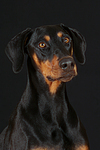 Dobermann Portrait / Doberman Pinscher Portrait