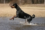 Dobermann / doberman pinscher