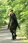 Frau reitet Friese / woman rides friesian horse