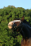 Deutsches Reitpony Portrait / pony portrait