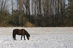 Isländer / icelandic horse