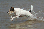 Parson Russell Terrier