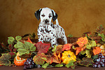 Dalmatiner Welpe / dalmatian puppy