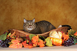 Britisch Kurzhaar / british shorthair