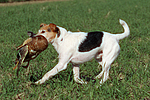 Parson Russell Terrier