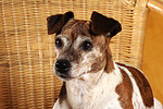 Jack Russell Terrier