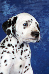 Dalmatiner Welpe / dalmatian puppy