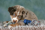 Miniature Australian Shepherd Welpe / miniature australian shepherd puppy