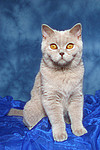 Britisch Kurzhaar / british shorthair