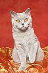 Britisch Kurzhaar / british shorthair