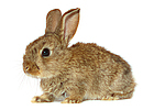 Zwergkaninchen / dwarf rabbit